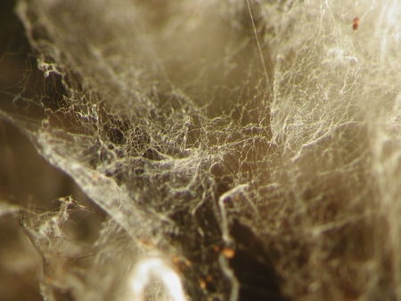 Hyphae: macro