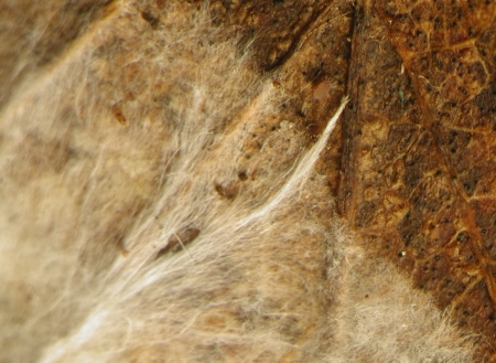 Hyphae on a leaf