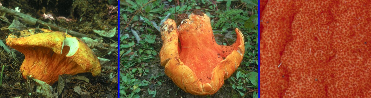 Photo of Hypomyces lactifuorum