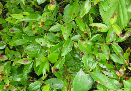 Leaf spots on blueberry