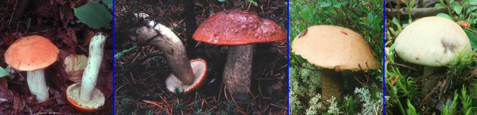 Leccinum species