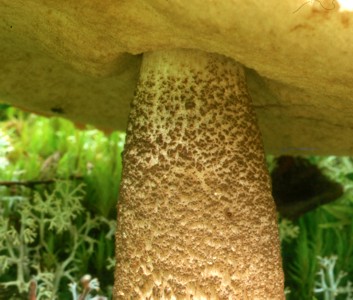 Leccinum scabrum