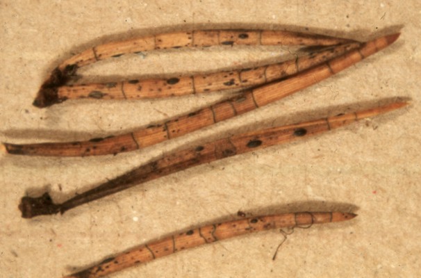 Lophodermium pinastre