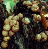 Lycoperdon