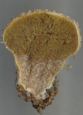 Cross section of Lycoperdon perlatum