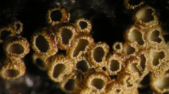 Maireina sp.