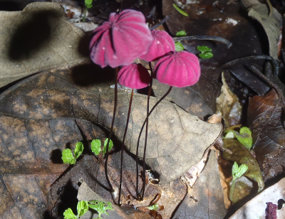 Marasmius haematocephalus