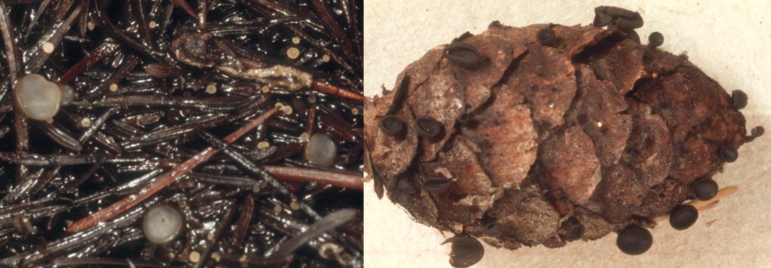 Moellerodiscus and Rutstroemia