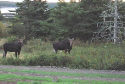 Picture of two moose