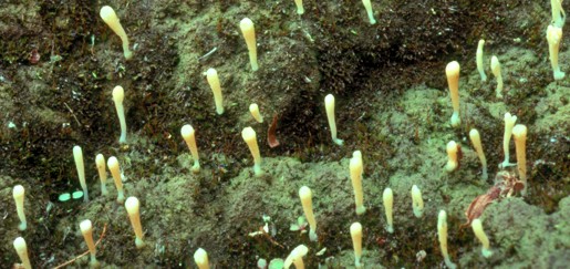 Multiclavula corynoides