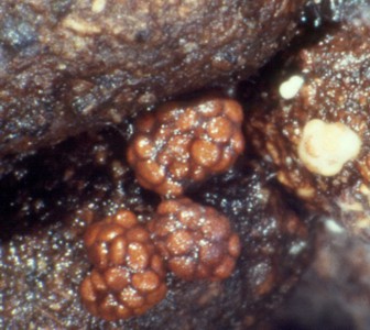 Mycocalia denudata