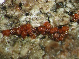 Photo of Nectria