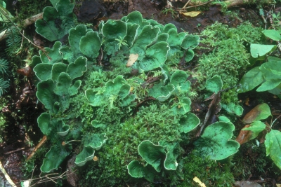 Peltigera