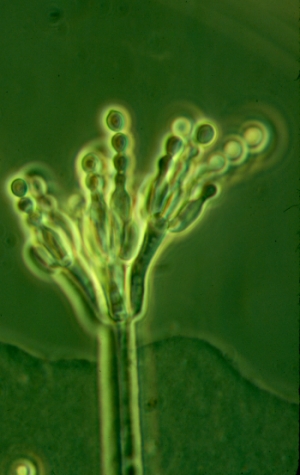 Penicillium