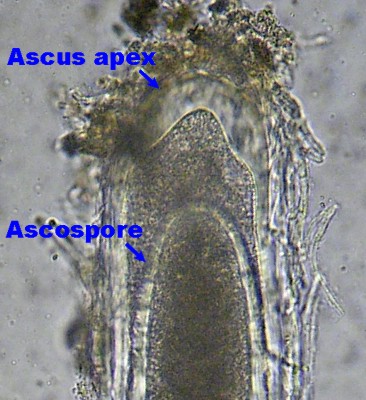 Prototunicate ascus