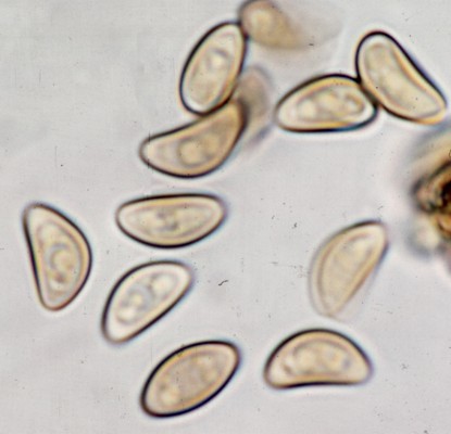 Petriella guttulata - ascospores