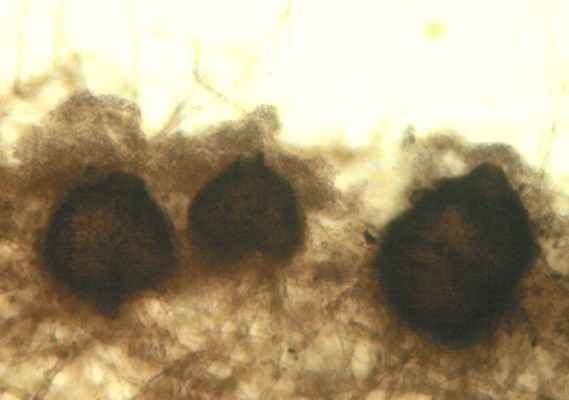 Phoma herbarum