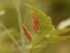 Phragmidium on raspberry