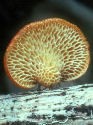 Pore Fungus
