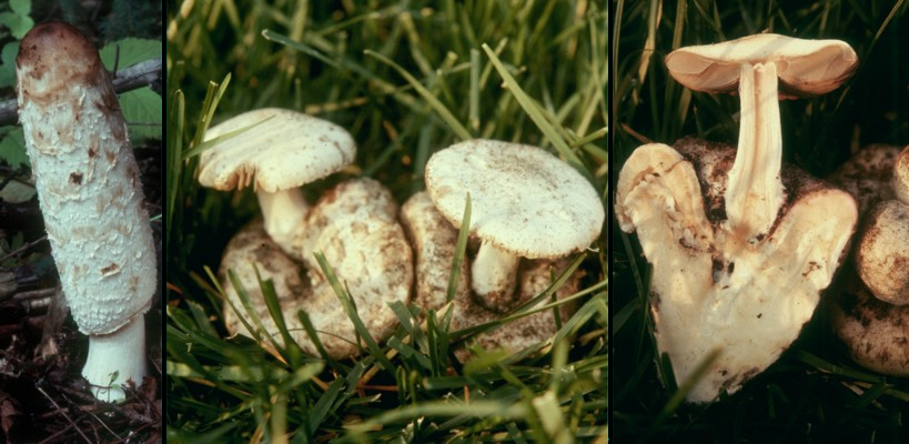 Psathyrella epimyces