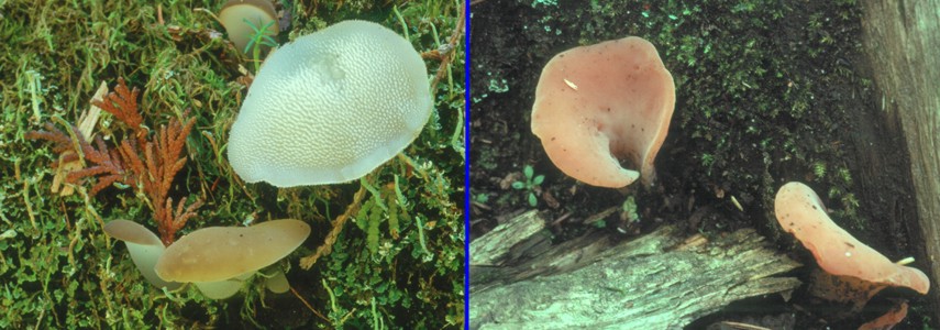 Pseudohydnum gelatinosum and Tremiscus helvelloides