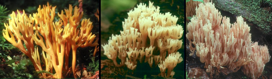 Ramarioid fungi