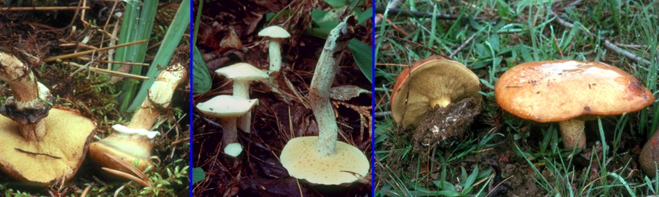 Suillus species under pine