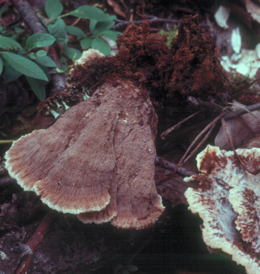 Thelephora terrestris