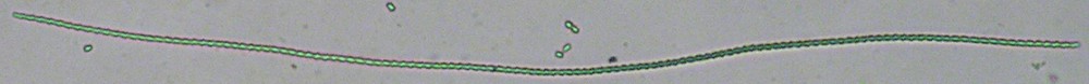 Tolypocladium ophioglossoides
