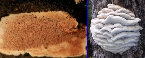 Tooth fungi - habit