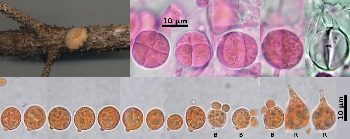 Tremella encephala