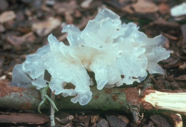 Tremella fuciformis