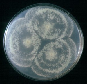 Trichoderma