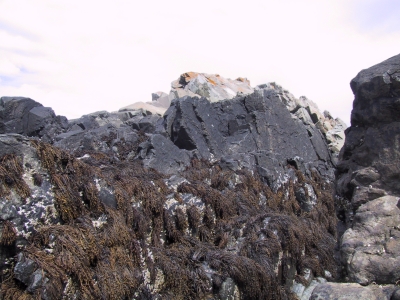 Verrucaria maura