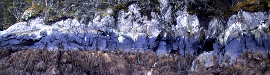 Verrucaria maura