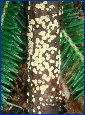 What fungi are