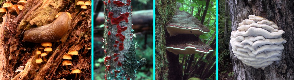 Four wood-rotting fungi
