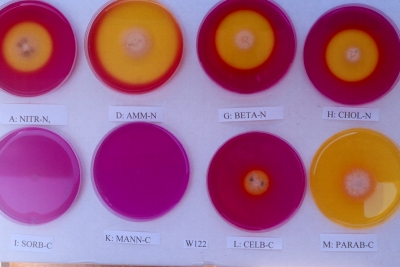 Penicillium W122 on eight media