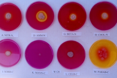 Penicillium W126 on eight media