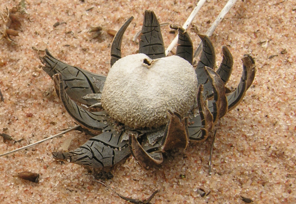 Astraeus hygrometricus