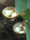 Bird's nest fungi