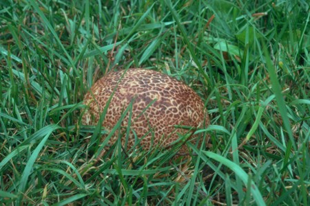 Calvatia cyathiformis