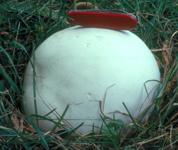 Calvatia gigantea
