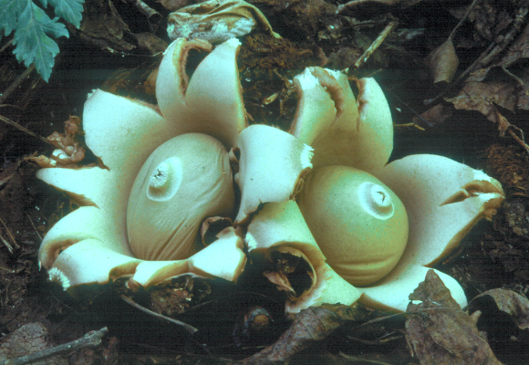 Geastrum triplex