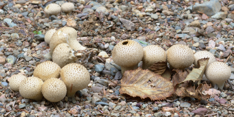 Lycoperdon perlatum