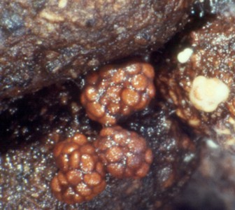 Mycocalia denudata