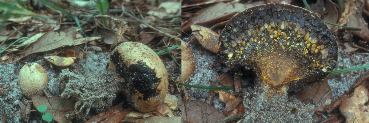 Pisolithus arrhizus