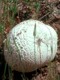 Puffballs