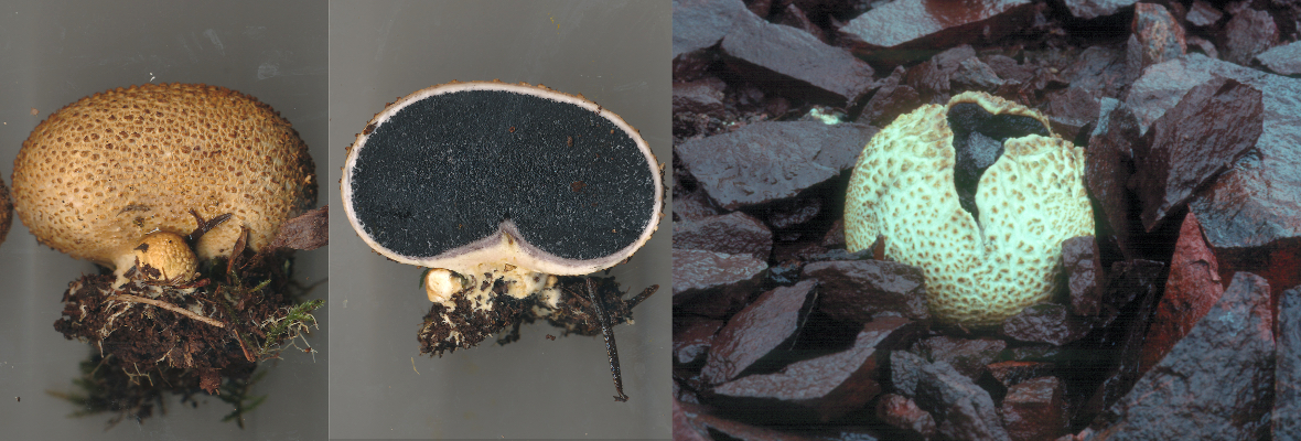 Scleroderma citrinum