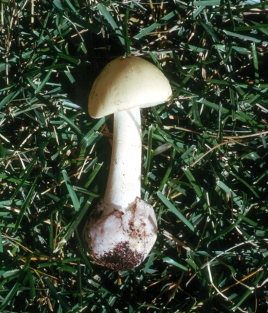 Amanita citrina basidioma